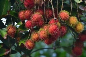 tips agar pohon rambutan