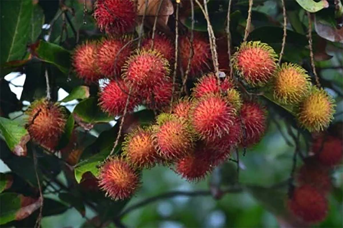 tips agar pohon rambutan
