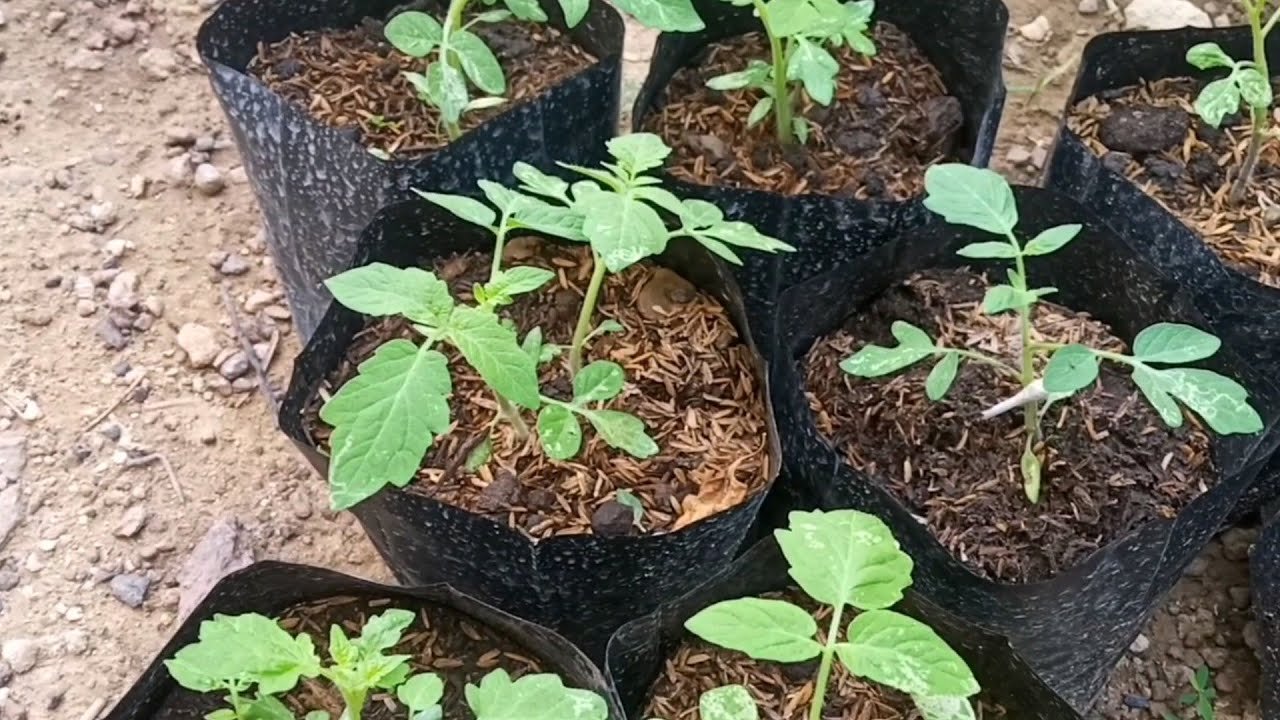 panduan menanam cabai