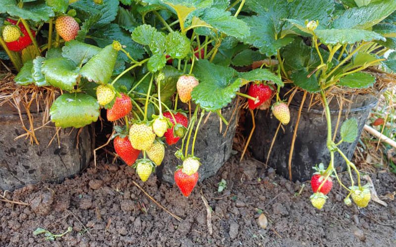 cara menanam stroberi