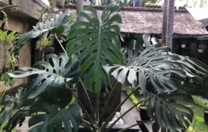 Tips Membuat Monstera