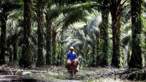 dampak perkebunan sawit