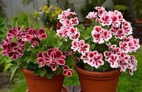 Geranium