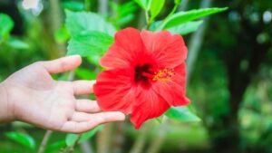 panduan merawat bunga sepatu