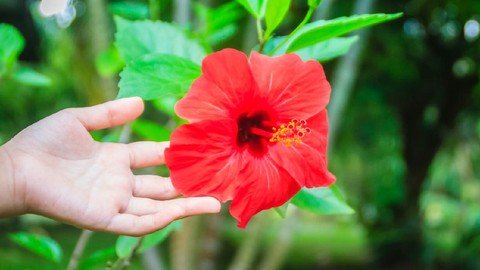 panduan merawat bunga sepatu