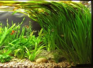 Vallisneria: 