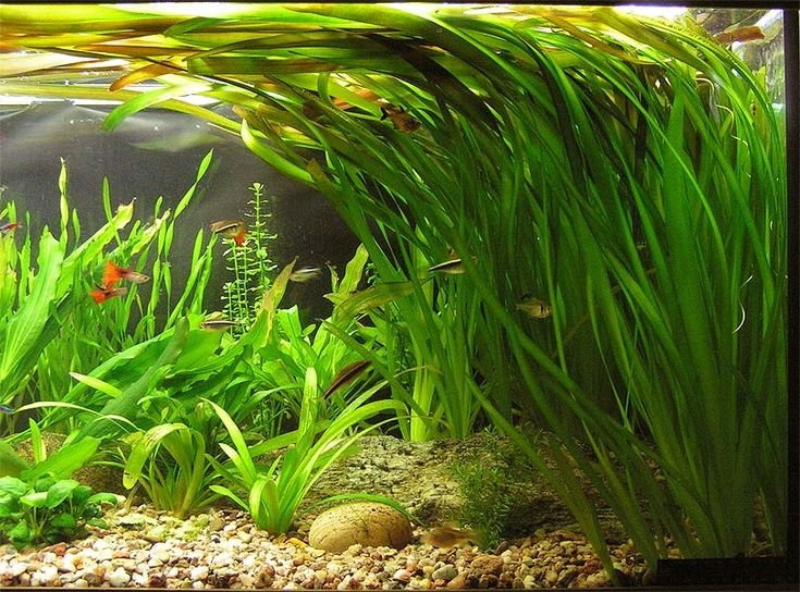 Vallisneria: