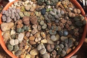 Lithops: 