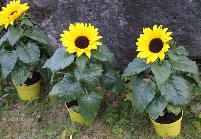 Cara Menanam Bunga Matahari dari Biji untuk Pemula