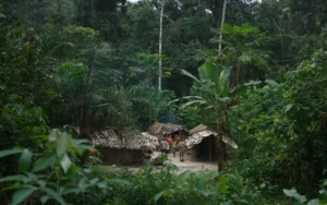 Hutan Hujan Kongo: