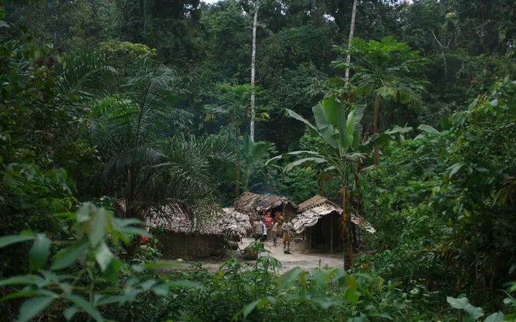 Hutan Hujan Kongo: