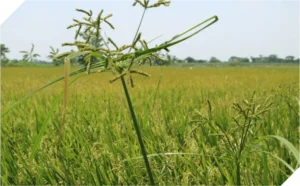 Rumput Beber: 