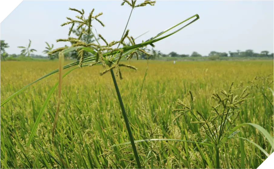 Rumput Beber: