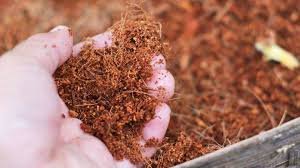 Cara Membuat Cocopeat dari Sabut Kelapa untuk Media Tanam