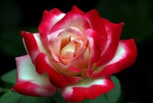 Tudor Rose: 