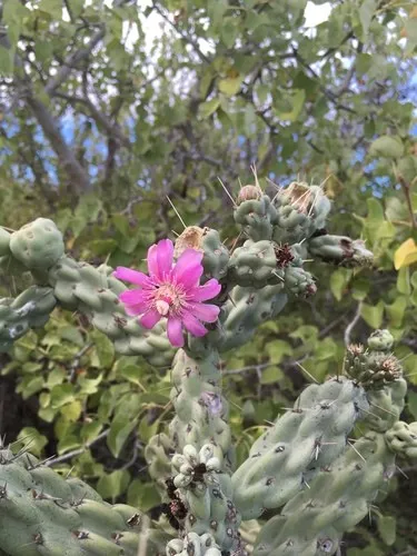 Cane Cholla: