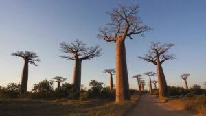 Baobab: