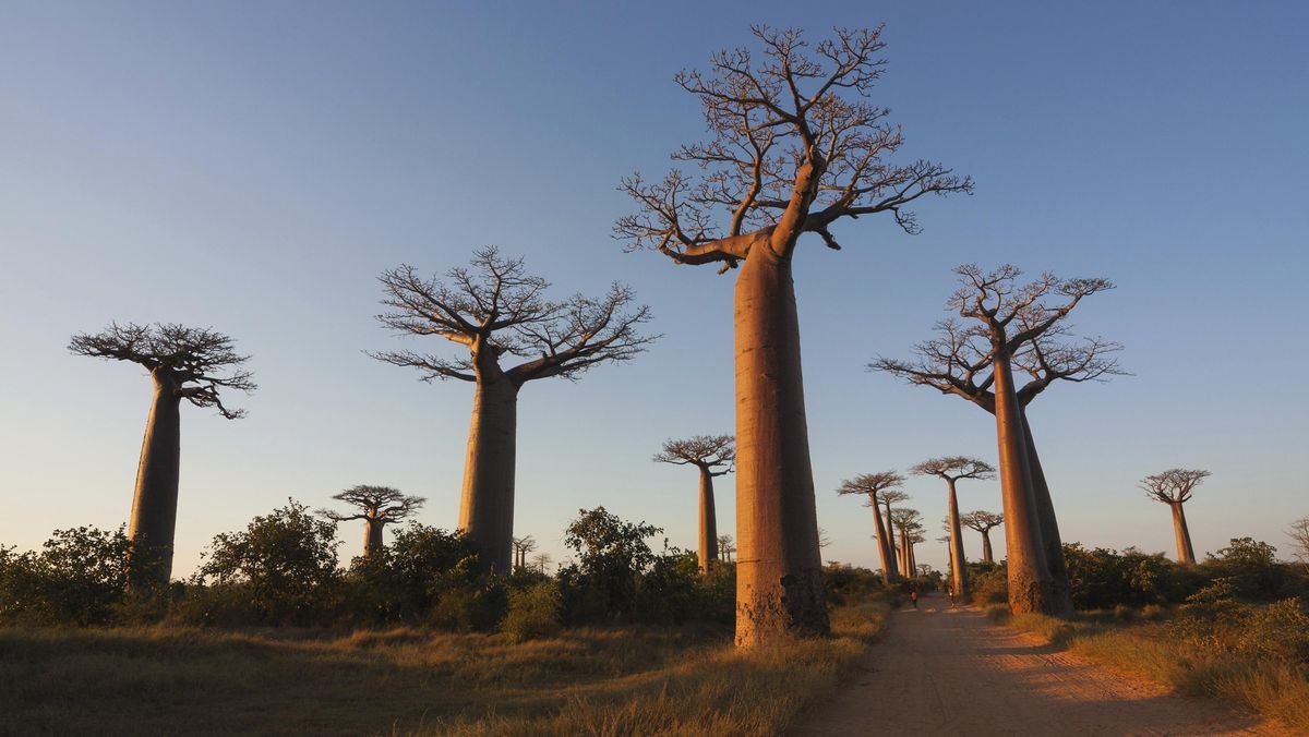 Baobab: