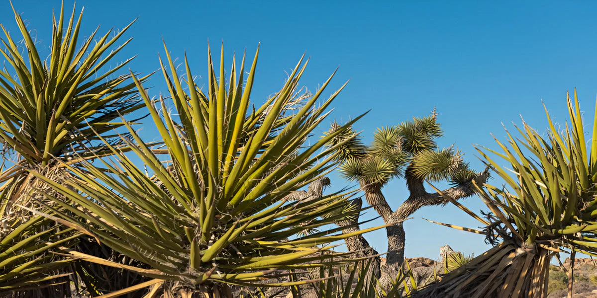 Yucca: