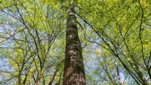 Hornbeam: 