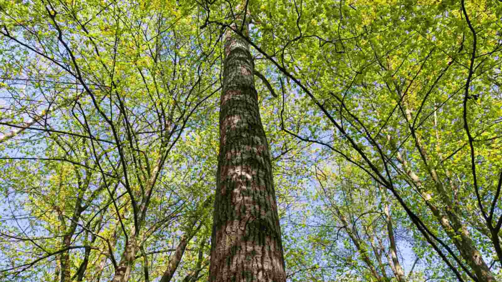 Hornbeam: