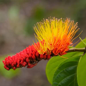 Monkey Brush Vine:
