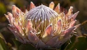 Fynbos: