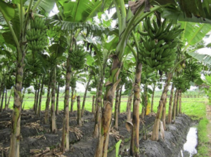 Pohon Pisang: 