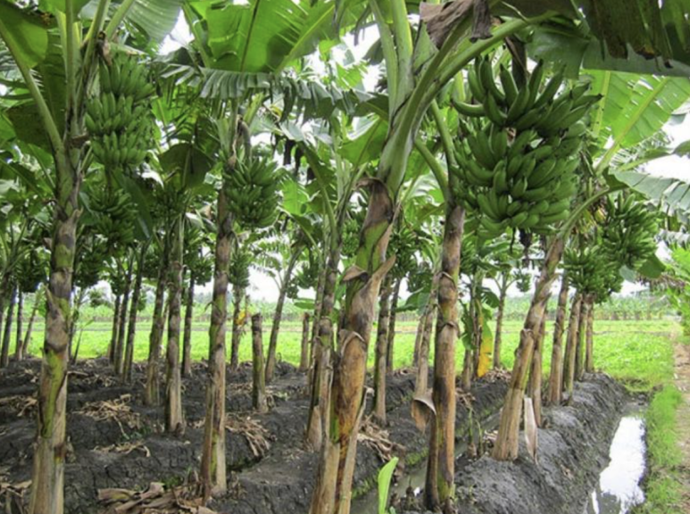 Pohon Pisang: