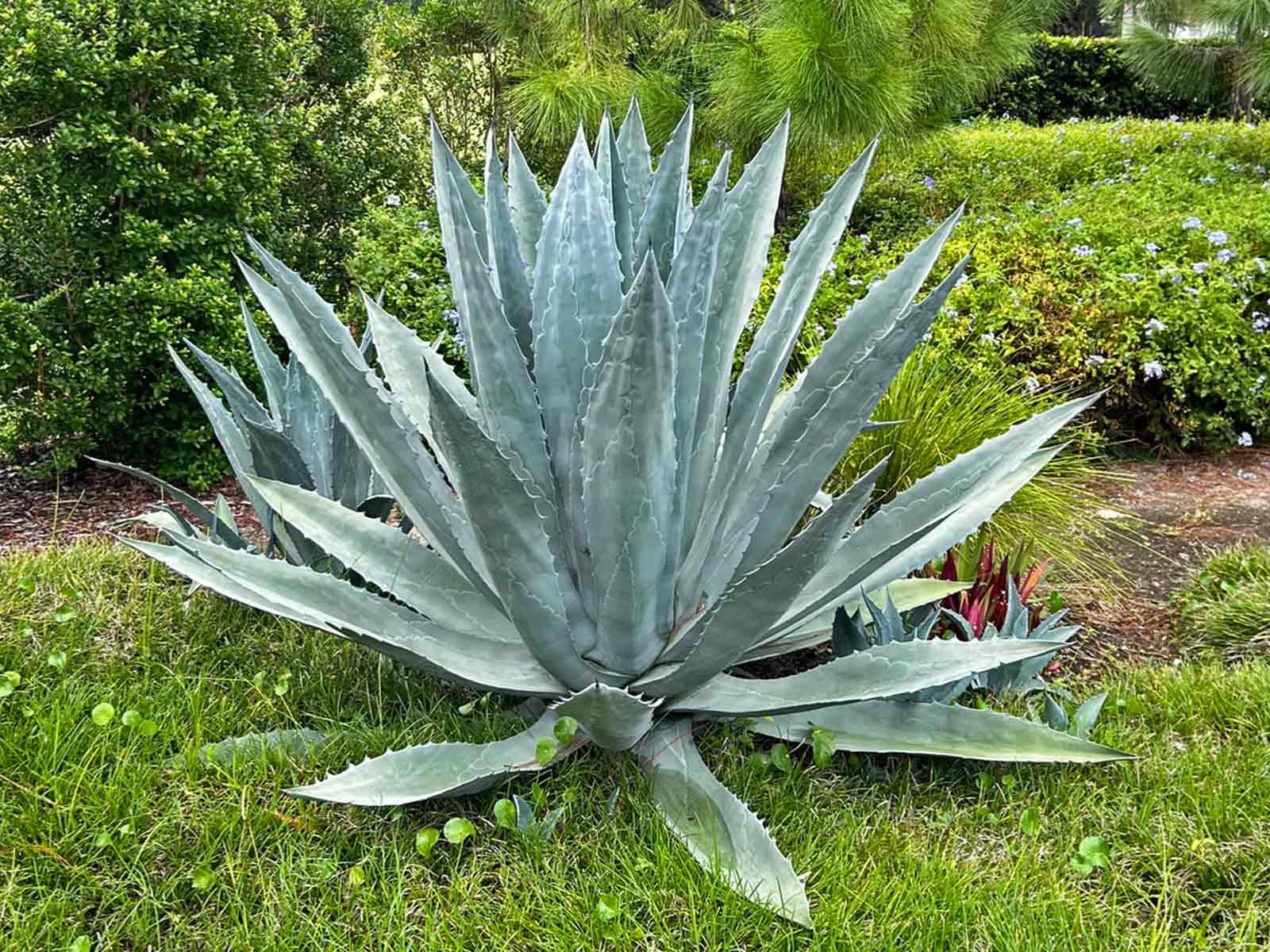 Cara Budidaya Agave Amerika di Iklim Tropis