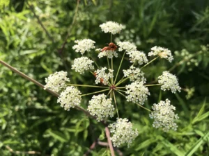 Water Hemlock: 