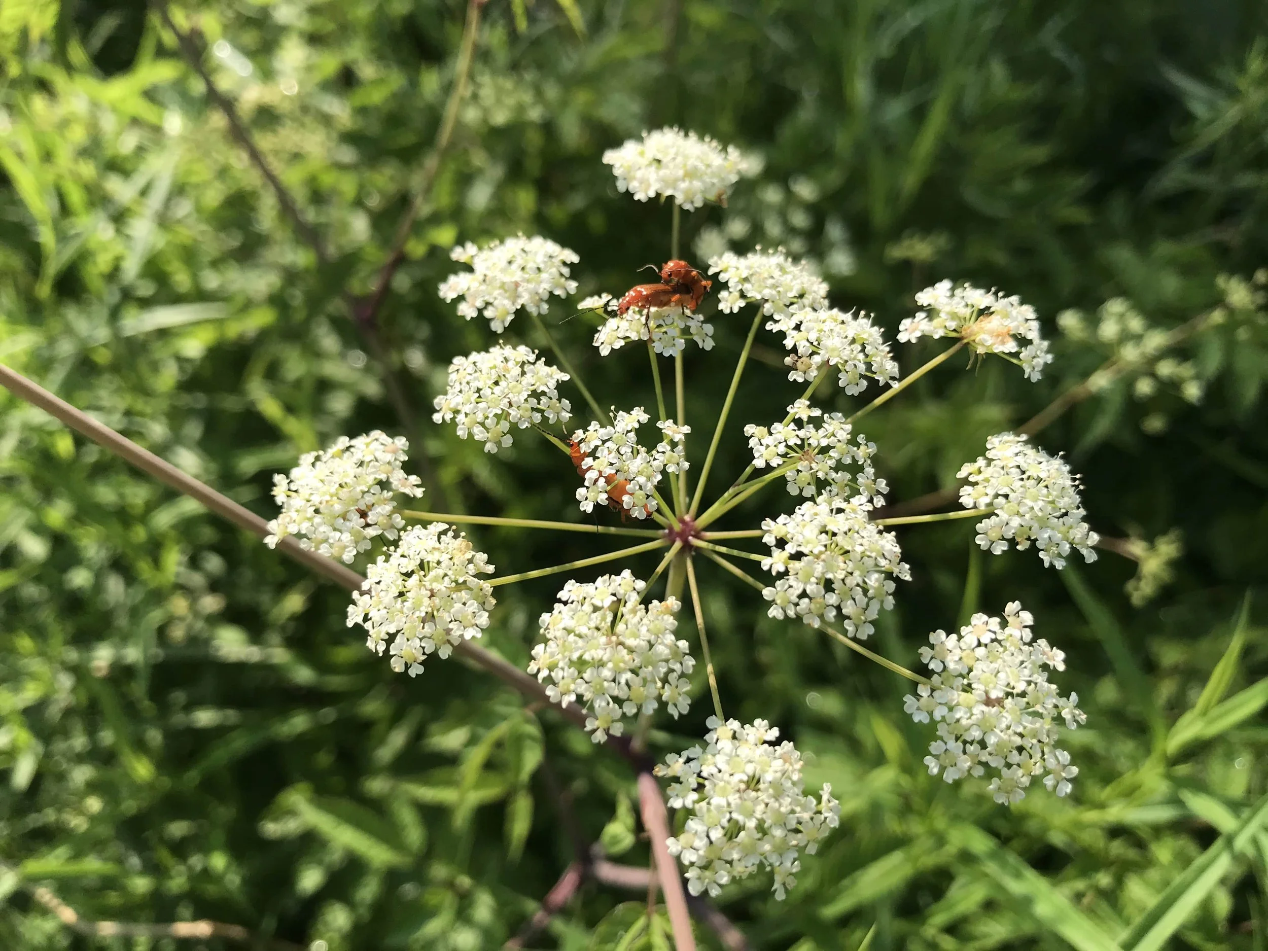 Water Hemlock: