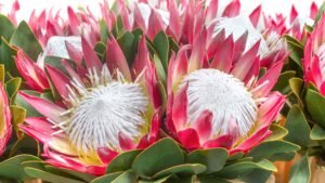 Protea: