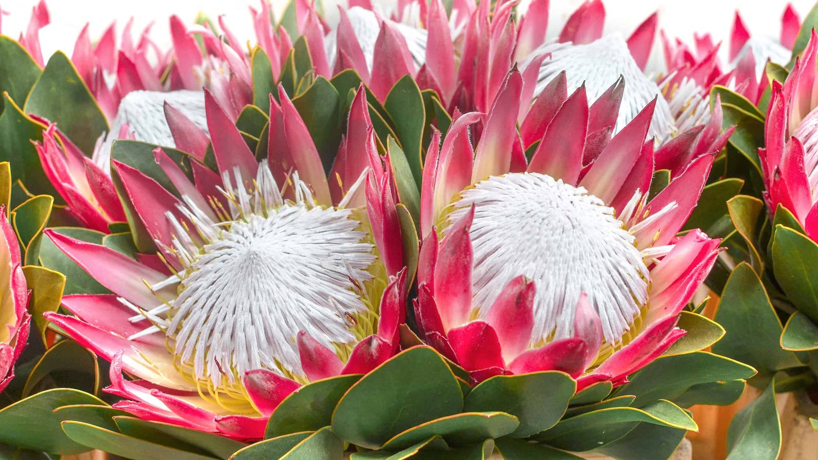 Protea: