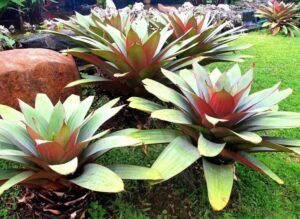 Bromelia: