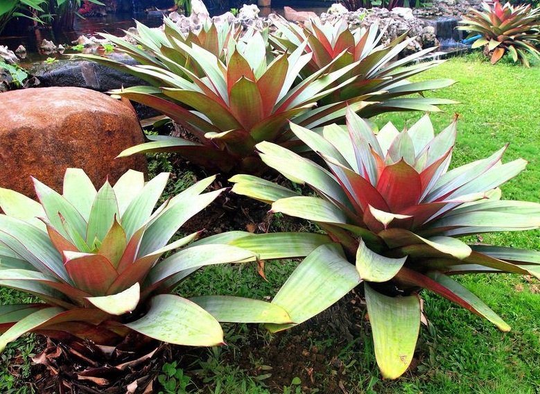 Bromelia: