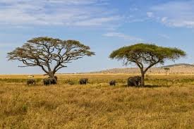 Sabana: