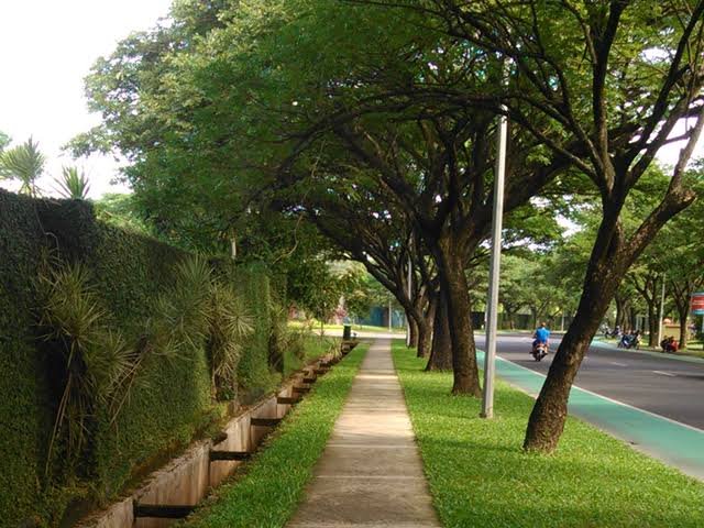 Pohon Trembesi: