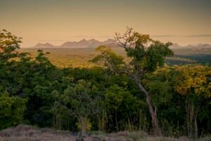 Miombo Woodland: