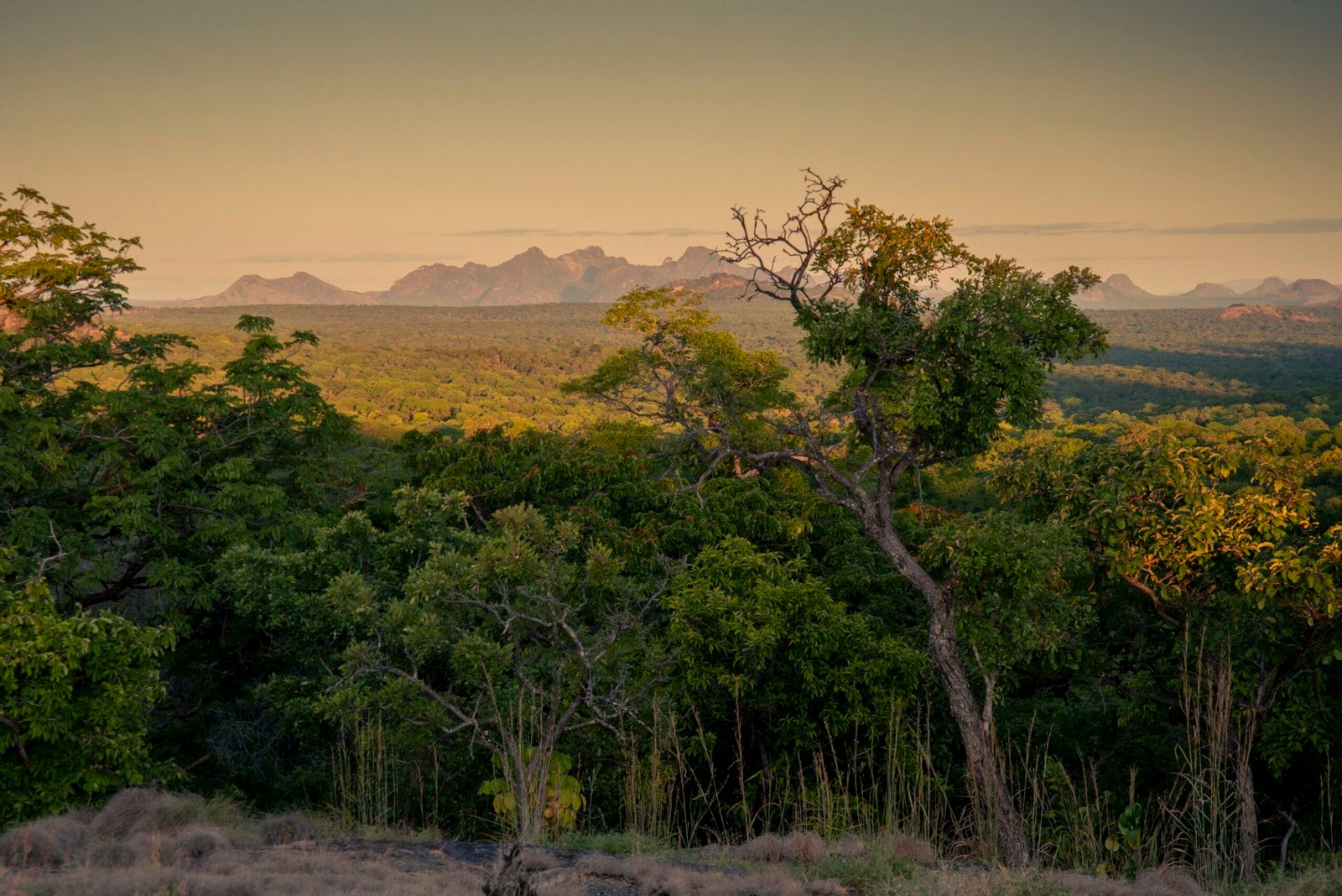 Miombo Woodland: