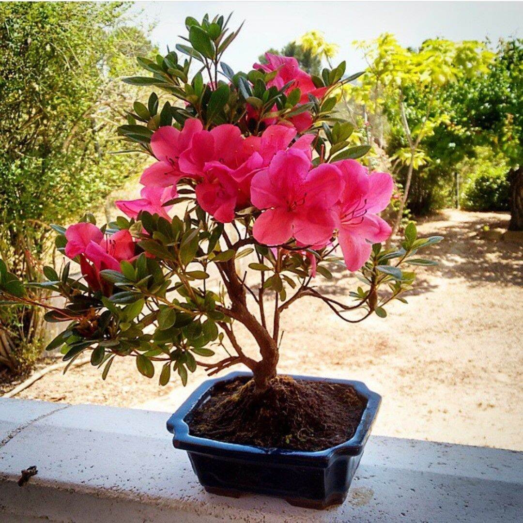 Azalea dan Camellia: