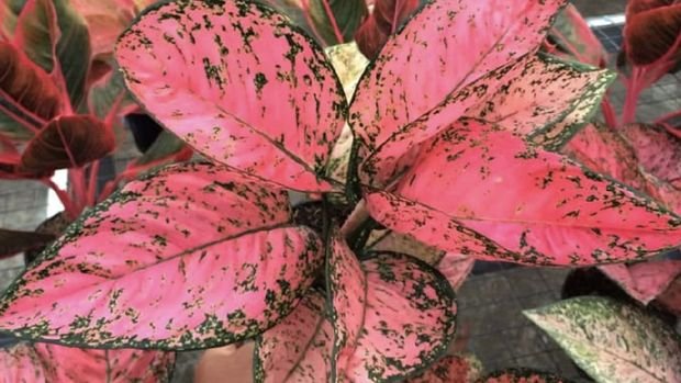 Aglaonema: