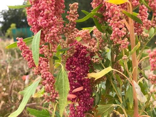 Kinoa Merah: