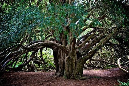 Yew: