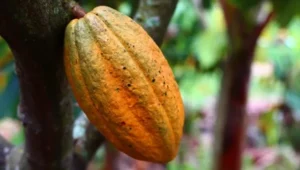 Perkebunan Kakao: