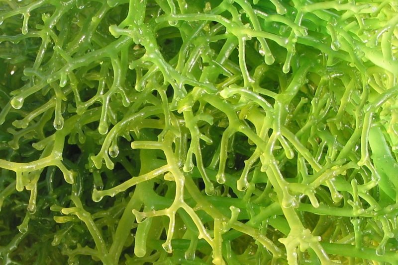 Gracilaria:
