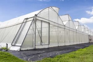 Cara Memasang Green Net Insect Net untuk Melindungi Tanaman: