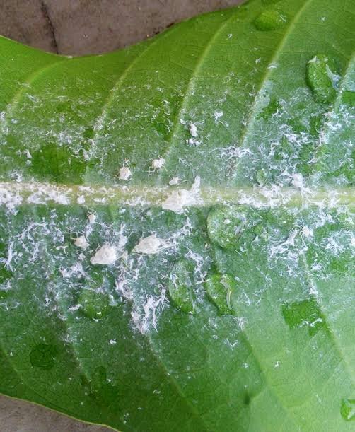 Alasan Hama Kutu Putih Sering Menyerang Bagian Bawah Daun: